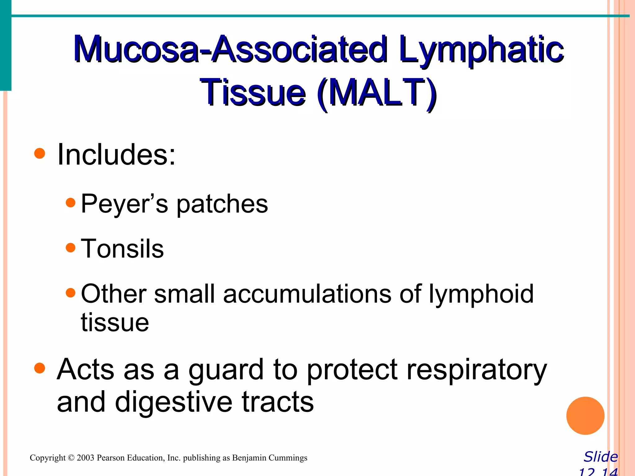 Mucosa-Associated Lymphatic
                 Tissue (MALT)
• Includes:
        • Peyer’s patches
        • Tonsils
        • Other small accumulations of lymphoid
          tissue
• Acts as a guard to protect respiratory
  and digestive tracts
Copyright © 2003 Pearson Education, Inc. publishing as Benjamin Cummings   Slide
 
