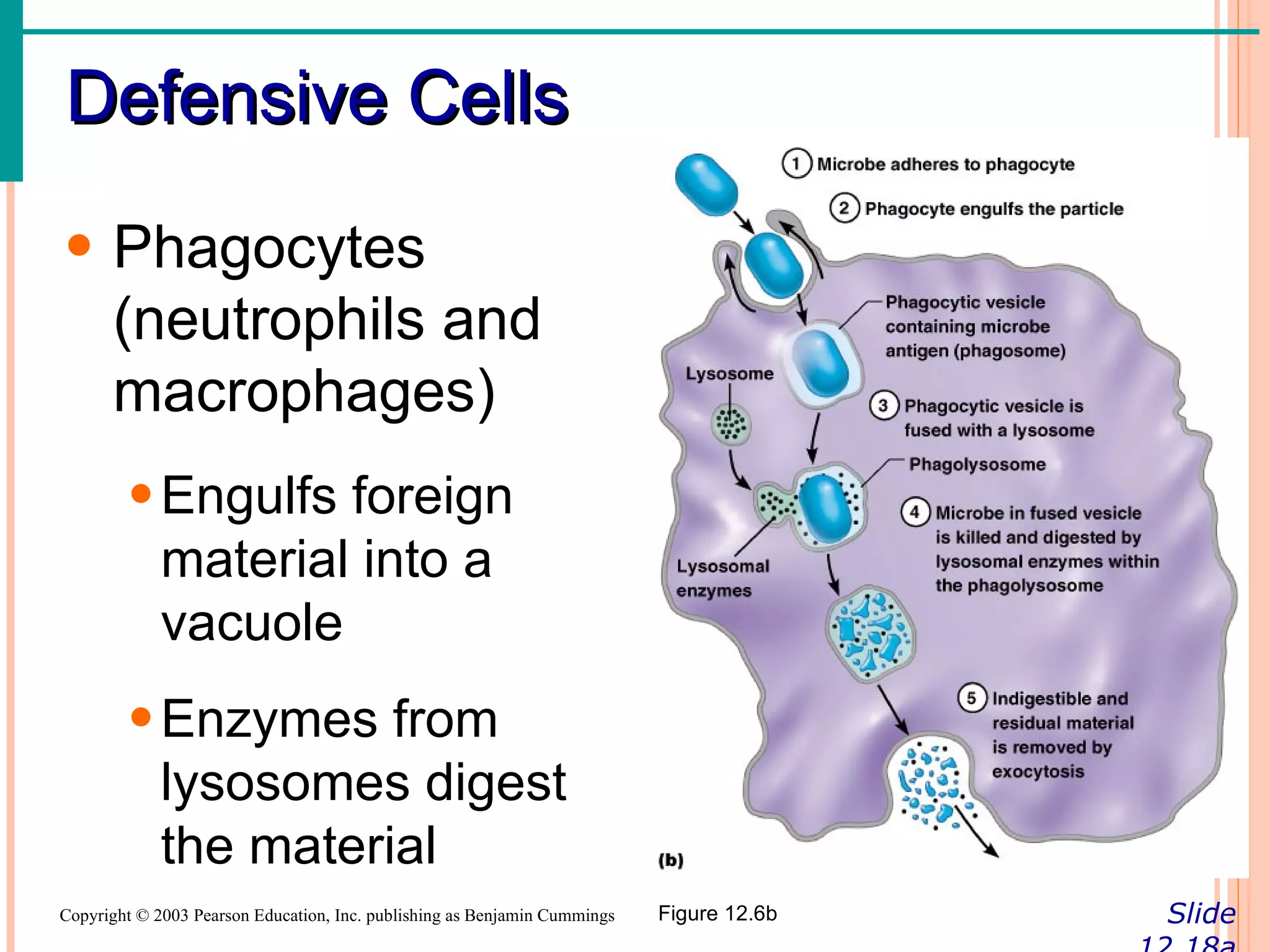 Defensive Cells
• Phagocytes
  (neutrophils and
  macrophages)
        • Engulfs foreign
          material into a
          vacuole
        • Enzymes from
          lysosomes digest
          the material
Copyright © 2003 Pearson Education, Inc. publishing as Benjamin Cummings   Figure 12.6b   Slide
 
