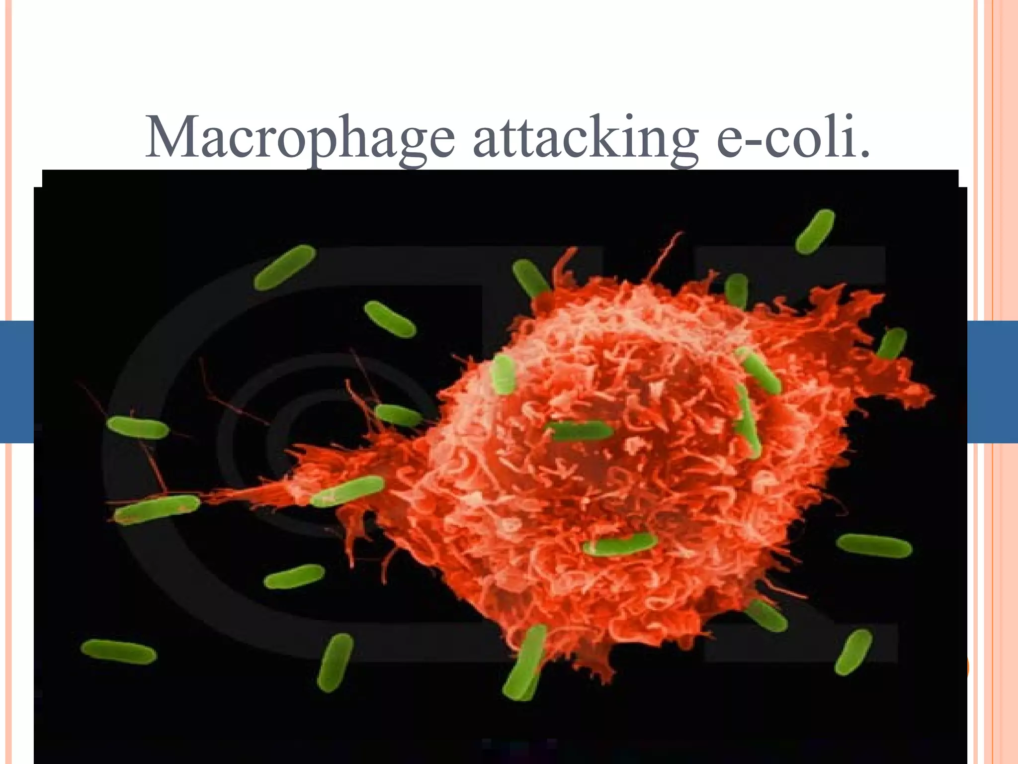 Macrophage attacking e-coli.
•
 