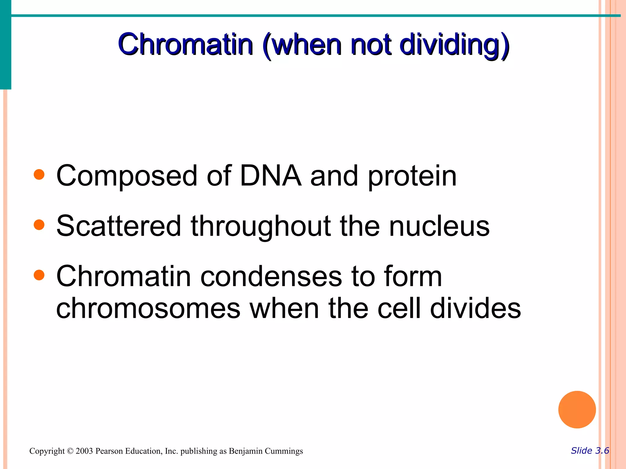 Chromatin (when not dividing)



• Composed of DNA and protein
• Scattered throughout the nucleus
• Chromatin condenses to form
  chromosomes when the cell divides



Copyright © 2003 Pearson Education, Inc. publishing as Benjamin Cummings   Slide 3.6
 