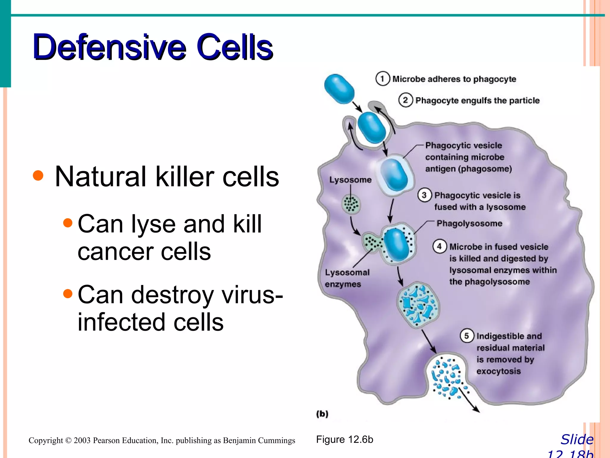 Defensive Cells


• Natural killer cells
        • Can lyse and kill
          cancer cells
        • Can destroy virus-
          infected cells



Copyright © 2003 Pearson Education, Inc. publishing as Benjamin Cummings   Figure 12.6b   Slide
 