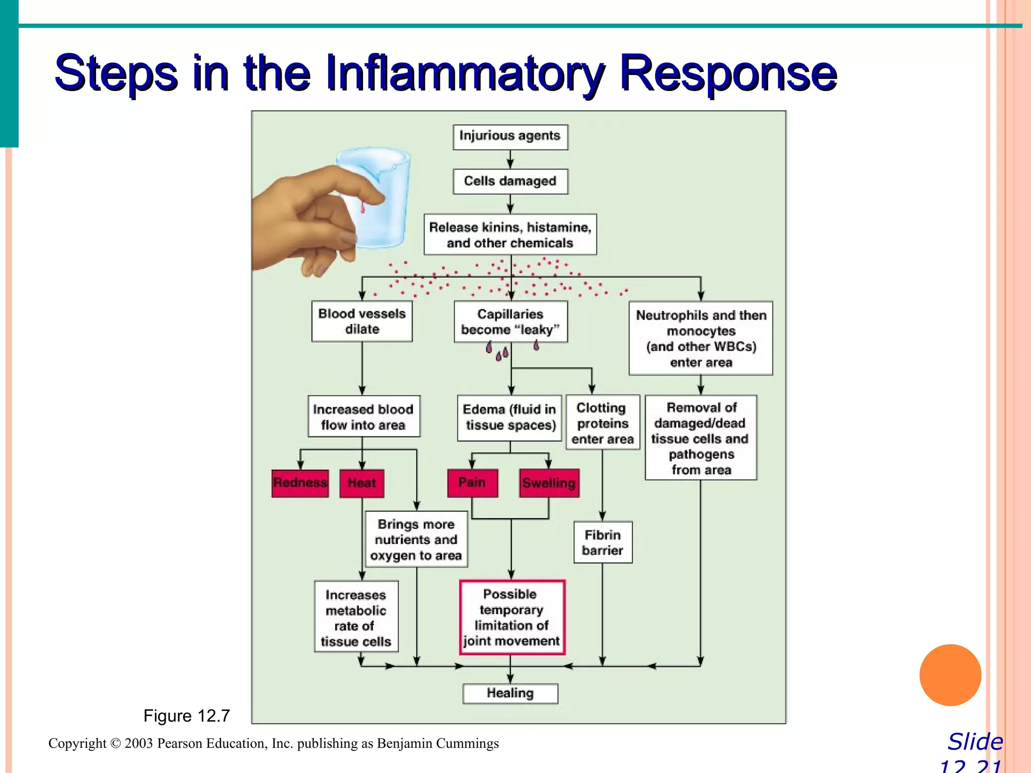 Steps in the Inflammatory Response




               Figure 12.7
Copyright © 2003 Pearson Education, Inc. publishing as Benjamin Cummings   Slide
 