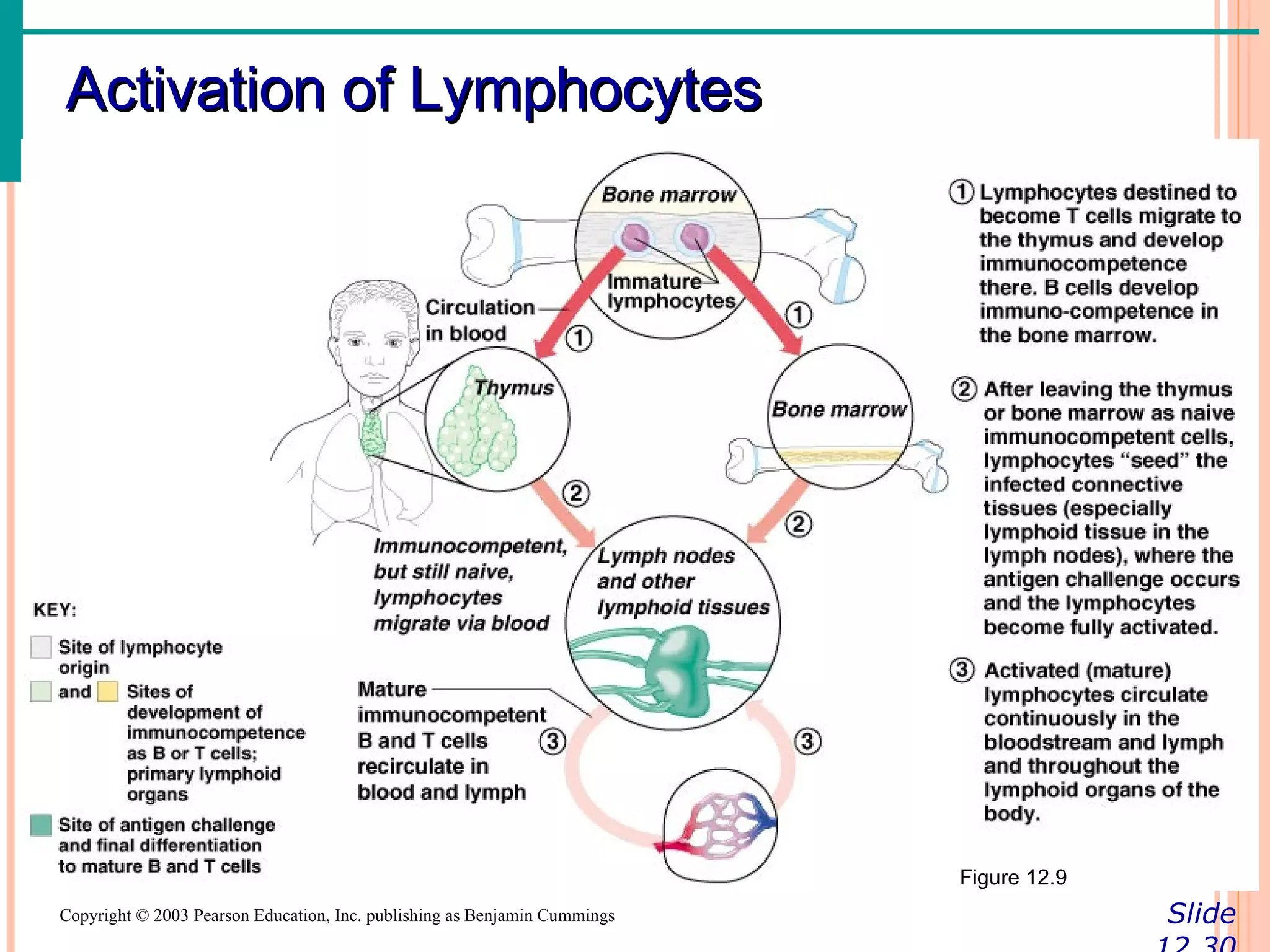 Activation of Lymphocytes




                                                                           Figure 12.9
Copyright © 2003 Pearson Education, Inc. publishing as Benjamin Cummings                 Slide
 