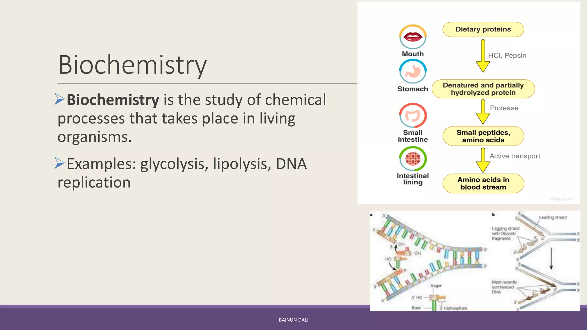 Biochemistry
➢Biochemistry is the study of chemical
processes that takes place in living
organisms.
➢Examples: glycolysis, lipolysis, DNA
replication
BAINUN DALI
 