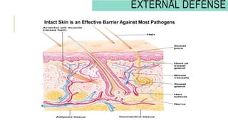 Intact Skin is an Effective Barrier Against Most Pathogens
INNATE IMMUNITY:
EXTERNAL DEFENSE
 