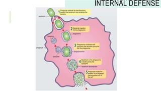 INNATE IMMUNITY:
INTERNAL DEFENSE
 