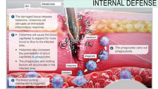 INNATE IMMUNITY:
INTERNAL DEFENSE
 