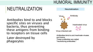 NEUTRALIZATION
Antibodies bind to and blocks
specific sites on viruses and
bacteria, thus preventing
these antigens from binding
to receptors on tissue cells
Later destroyed by
phagocytes
HUMORAL IMMUNITY
 