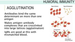 AGGLUTINATION
Antibodies bind the same
determinant on more than one
antigen
Makes antigen-antibody
complexes that are crosslinked
into large lattices (agglutination)
IgMs are good at this with
mismatched blood.
HUMORAL IMMUNITY
 