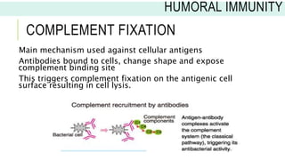COMPLEMENT FIXATION
Main mechanism used against cellular antigens
Antibodies bound to cells, change shape and expose
complement binding site
This triggers complement fixation on the antigenic cell
surface resulting in cell lysis.
HUMORAL IMMUNITY
 