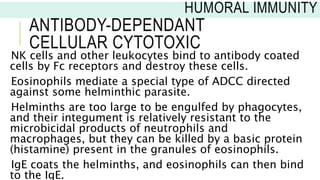 ANTIBODY-DEPENDANT
CELLULAR CYTOTOXIC
NK cells and other leukocytes bind to antibody coated
cells by Fc receptors and destroy these cells.
Eosinophils mediate a special type of ADCC directed
against some helminthic parasite.
Helminths are too large to be engulfed by phagocytes,
and their integument is relatively resistant to the
microbicidal products of neutrophils and
macrophages, but they can be killed by a basic protein
(histamine) present in the granules of eosinophils.
IgE coats the helminths, and eosinophils can then bind
to the IgE.
HUMORAL IMMUNITY
 