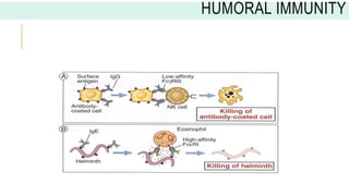 HUMORAL IMMUNITY
 