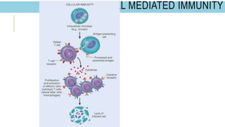 CELL MEDIATED IMMUNITY
 