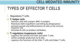 TYPES OF EFFECTOR T CELLS
1. Regulatory T cells
a) T-helper cells:
 Interacts only with antigen-MHC II complex
 Potentiate both engulfment and killing by phagocytosis
 promote growth and differentiation of cells at the immune
response site.
 Stimulate B cells to produce antibodies.
b) T-regulatory (suppressor cells)
 suppress the activity of B cells and other T cells.
 inhibit antibody production by B cells,
 suppress the functions of the killer T cells and helper T cells.
CELL MEDIATED IMMUNITY
 