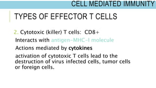 TYPES OF EFFECTOR T CELLS
2. Cytotoxic (killer) T cells: CD8+
Interacts with antigen-MHC-I molecule
Actions mediated by cytokines
activation of cytotoxic T cells lead to the
destruction of virus infected cells, tumor cells
or foreign cells.
CELL MEDIATED IMMUNITY
 