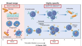Broad range Highly specific
Humoral
Cellular
 