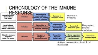 CHRONOLOGY OF THE IMMUNE
RESPONSE Bactericidal
molecules
Phagocytes,
Soluble
mediators
Antigen presentation, B and T cell
maturation
 