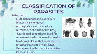 3. Arthropods
○ Multicellular organisms that are
bilaterally symmetrical
○ arthropods are ectoparasites
(attached to the skin of the host)
○ have joined appendages used for
movement and attachment as well as
hard exoskeleton that protects the
internal organs of the parasites.
○ Examples of arthropods include lice,
fleas, and ticks.
CLASSIFICATION OF
PARASITES
 