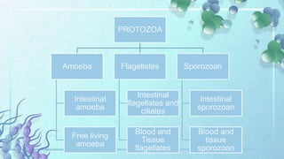 PROTOZOA
Amoeba
Intestinal
amoeba
Free living
amoeba
Flagellates
Intestinal
flagellates and
ciliates
Blood and
Tissue
flagellates
Sporozoan
Intestinal
sporozoan
Blood and
tissue
sporozoan
 