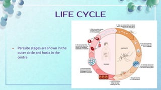 LIFE CYCLE
● Parasite stages are shown in the
outer circle and hosts in the
centre
 