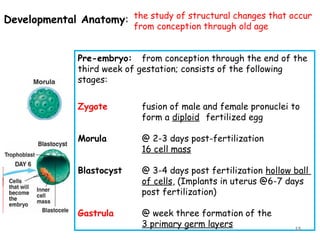 the study of structural changes that occur
from conception through old age
Developmental Anatomy:
Pre-embryo: from conception through the end of the
third week of gestation; consists of the following
stages:
Zygote fusion of male and female pronuclei to
form a diploid fertilized egg
Morula @ 2-3 days post-fertilization
16 cell mass
Blastocyst @ 3-4 days post fertilization hollow ball
of cells, (Implants in uterus @6-7 days
post fertilization)
Gastrula @ week three formation of the
3 primary germ layers 15
 