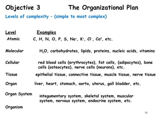 Objective 3 The Organizational Plan
Levels of complexity – (simple to most complex)
Level Examples
Atomic
Molecular
Cellular
Tissue
Organ
Organ System
Organism
C, H, N, O, P, S, Na+
, K+
, Cl-
, Ca2
, etc.
H2O, carbohydrates, lipids, proteins, nucleic acids, vitamins
red blood cells (erythrocytes), fat cells, (adipocytes), bone
cells (osteocytes), nerve cells (neurons), etc.
epithelial tissue, connective tissue, muscle tissue, nerve tissue
liver, heart, stomach, aorta, uterus, gall bladder, etc.
integumentary system, skeletal system, muscular
system, nervous system, endocrine system, etc.
36
 