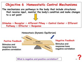Objective 6 Homeostatic Control Mechanisms
The mechanisms are pathways in the body that include structures
that receive input, monitor the body’s condition and make changes
to a set point
Stimulus > Receptor > Afferent Pthwy > Control Center > Efferent
Pathway > Effector > Response
Negative FeedbackPositive Feedback
Homeostasis (Dynamic Equilibrium)
Stimulus and
response have
positive correlation
Stimulus and
response have
negative correlation
?What is negative and positive correlation? 44
 