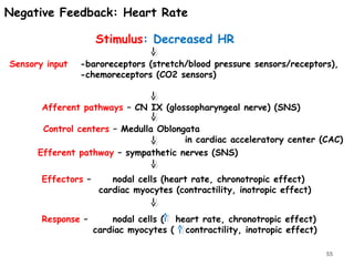 Negative Feedback: Heart Rate
Sensory input -baroreceptors (stretch/blood pressure sensors/receptors),
-chemoreceptors (CO2 sensors)
Afferent pathways – CN IX (glossopharyngeal nerve) (SNS)
Control centers – Medulla Oblongata
in cardiac acceleratory center (CAC)
Efferent pathway – sympathetic nerves (SNS)
Effectors – nodal cells (heart rate, chronotropic effect)
cardiac myocytes (contractility, inotropic effect)
Stimulus: Decreased HR
Response – nodal cells ( heart rate, chronotropic effect)
cardiac myocytes ( contractility, inotropic effect)
55
 