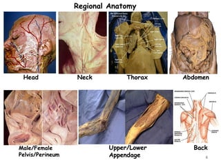 Head Neck
Regional Anatomy
Thorax Abdomen
Male/Female
Pelvis/Perineum
Upper/Lower
Appendage
Back
6
 