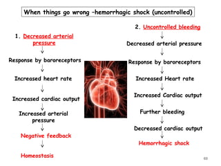 When things go wrong –hemorrhagic shock (uncontrolled)
2. Uncontrolled bleeding
1. Decreased arterial
pressure
Response by baroreceptors
Increased heart rate
Increased cardiac output
Increased arterial
pressure
Decreased arterial pressure
Response by baroreceptors
Increased Heart rate
Increased Cardiac output
Further bleeding
Decreased cardiac output
Hemorrhagic shock
Negative feedback
Homeostasis 60
 