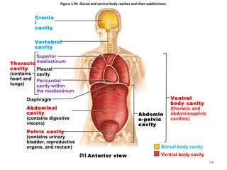 Figure 1.9b Dorsal and ventral body cavities and their subdivisions.
Crania
l
cavity
Vertebral
cavity
Superior
mediastinum
Pleural
cavity
Pericardial
cavity within
the mediastinum
Diaphragm
Pelvic cavity
(contains urinary
bladder, reproductive
organs, and rectum)
Abdomin
o-pelvic
cavity
Abdominal
cavity
(contains digestive
viscera)
Ventral
body cavity
(thoracic and
abdominopelvic
cavities)
Thoracic
cavity
(contains
heart and
lungs)
Anterior view
Dorsal body cavity
Ventral body cavity
74
 