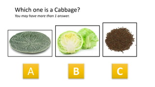 A B C
Which one is a Cabbage?
You may have more than 1 answer.
 
