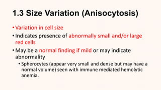1.3 Size Variation (Anisocytosis)
• Variation in cell size
• Indicates presence of abnormally small and/or large
red cells
• May be a normal finding if mild or may indicate
abnormality
• Spherocytes (appear very small and dense but may have a
normal volume) seen with immune mediated hemolytic
anemia.
 