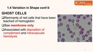 1.4 Variation in Shape cont’d
GHOST CELLS
Remnants of red cells that have been
leached of hemoglobin
See membrane only
Associated with deposition of
complement and intravascular
hemolysis
35
 