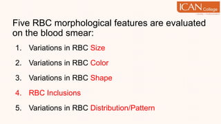 Five RBC morphological features are evaluated
on the blood smear:
1. Variations in RBC Size
2. Variations in RBC Color
3. Variations in RBC Shape
4. RBC Inclusions
5. Variations in RBC Distribution/Pattern
 
