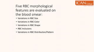 Five RBC morphological
features are evaluated on
the blood smear:
• Variations in RBC Size
• Variations in RBC Color
• Variations in RBC Shape
• RBC Inclusions
• Variations in RBC Distribution/Pattern
 