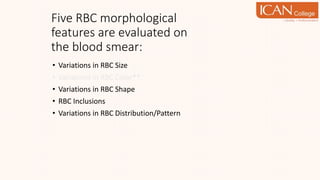 Five RBC morphological
features are evaluated on
the blood smear:
• Variations in RBC Size
• Variations in RBC Color**
• Variations in RBC Shape
• RBC Inclusions
• Variations in RBC Distribution/Pattern
 