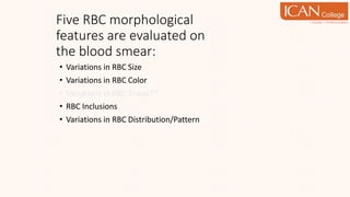 • Variations in RBC Size
• Variations in RBC Color
• Variations in RBC Shape**
• RBC Inclusions
• Variations in RBC Distribution/Pattern
Five RBC morphological
features are evaluated on
the blood smear:
 