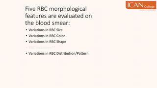 • Variations in RBC Size
• Variations in RBC Color
• Variations in RBC Shape
• RBC Inclusions**
• Variations in RBC Distribution/Pattern
Five RBC morphological
features are evaluated on
the blood smear:
 