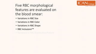 • Variations in RBC Size
• Variations in RBC Color
• Variations in RBC Shape
• RBC Inclusions**
• Variations in RBC Distribution/Pattern
Five RBC morphological
features are evaluated on
the blood smear:
 