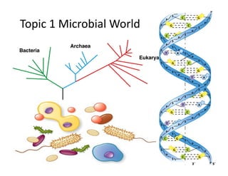 Topic 
1 
Microbial 
World 
Bacteria 
Archaea 
Eukarya 
 