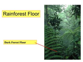 Rainforest Floor Dark Forest Floor 