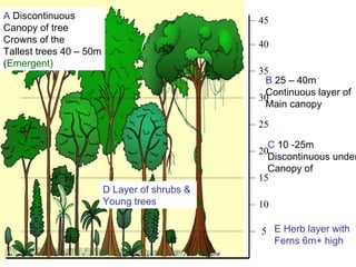 A  Discontinuous  Canopy of tree Crowns of the  Tallest trees 40 – 50m ( Emergent) B  25 – 40m  Continuous layer of  Main canopy C  10 -25m  Discontinuous under Canopy of D Layer of shrubs &  Young trees E Herb layer with  Ferns 6m+ high 5 10 15 20 25 30 35 40 45 