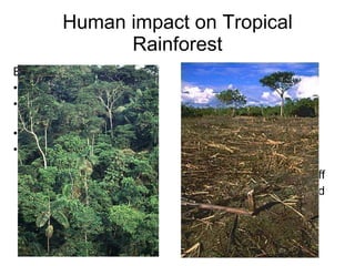 Human impact on Tropical Rainforest Before clearance Rain intercepted Organic matter decays quickly Nutrients released Nutrients taken up by the trees After Clearance All rain reaches the surface No trees left to supply nutrients Nutrients already in the soil are washed out Increased surface runoff Increased soil deposited into the rivers 