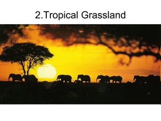 2.Tropical Grassland 