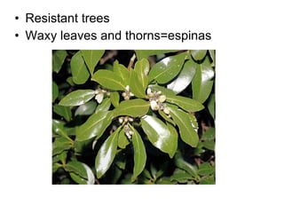 Resistant trees Waxy leaves and thorns=espinas 