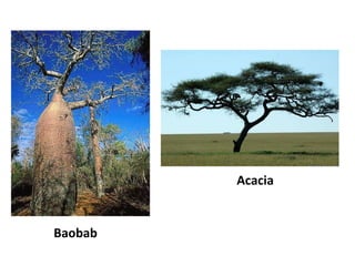 Baobab Acacia 