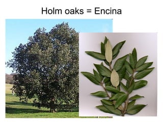 Holm oaks = Encina 
