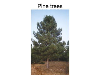 Pine trees 