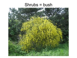 Shrubs = bush 